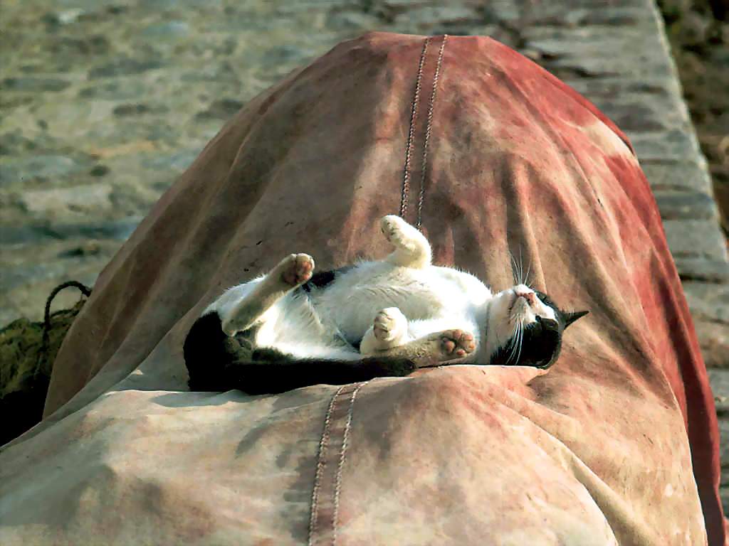Gatti (182)